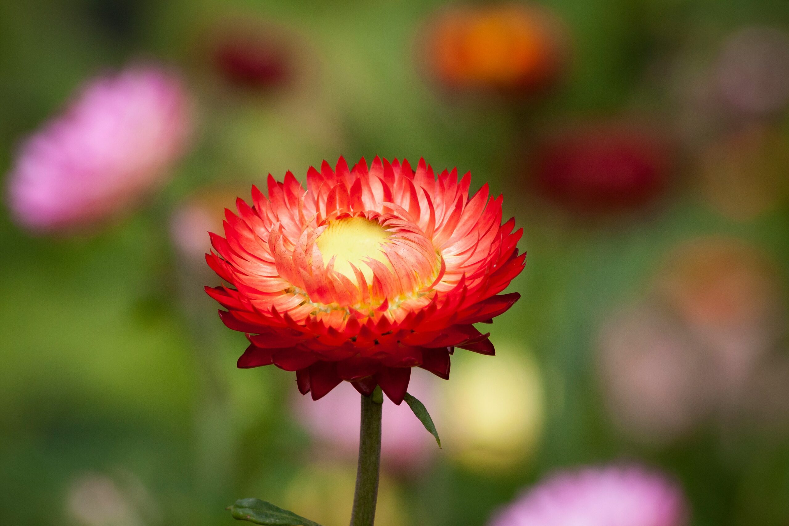 selective focus photography of red petaled flowers